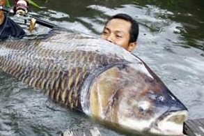 'Vua san ca khung' ke chuyen vat lon duoi ho Yen My hinh anh