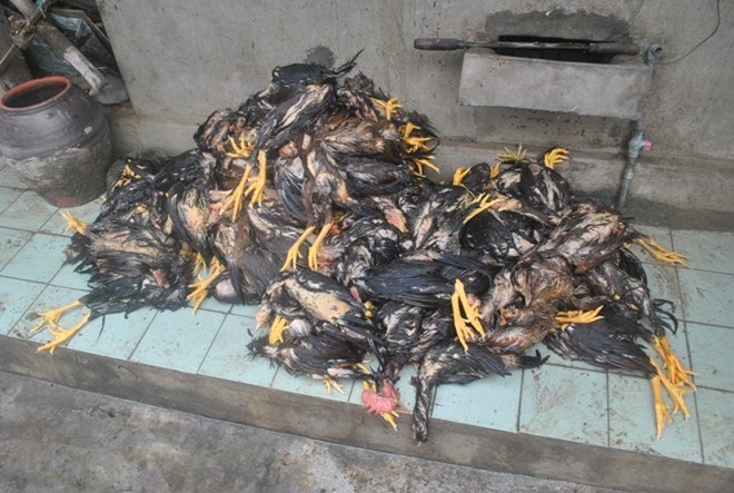 'Ca nha toi chi con 20 con ga da chet noi' hinh anh