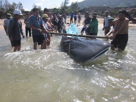 Xac ca voi khong lo dat vao bo bien Thanh Hoa hinh anh