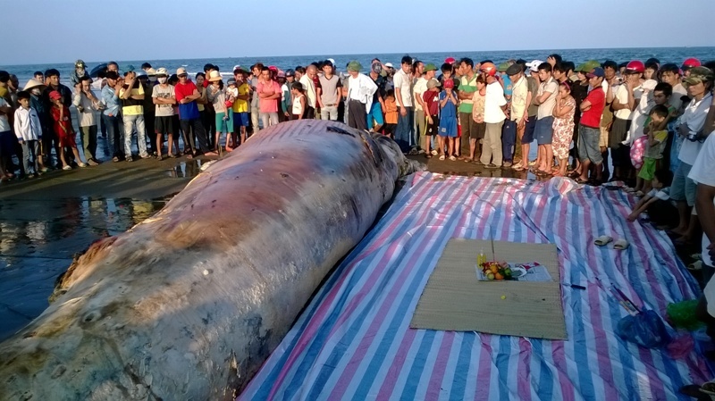 Nguoi dan Thanh Hoa to chuc le tang cho ca voi khong lo hinh anh