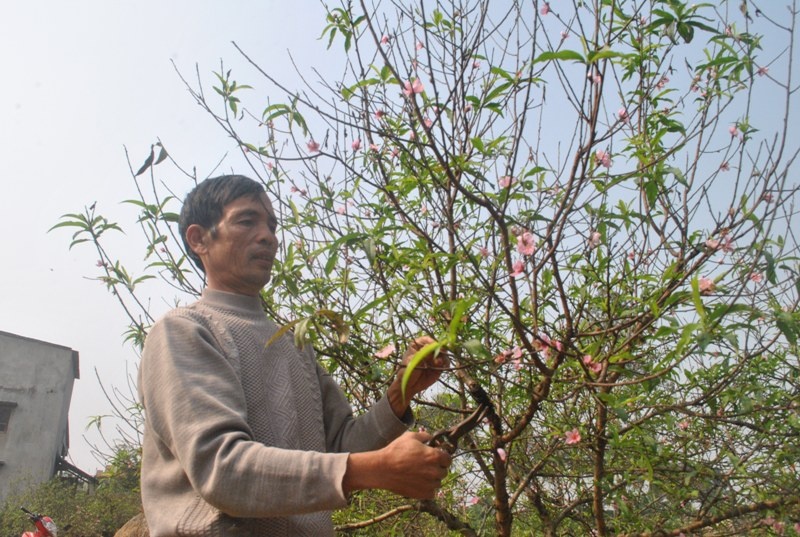 Dao phai da bung no o Thanh Hoa hinh anh