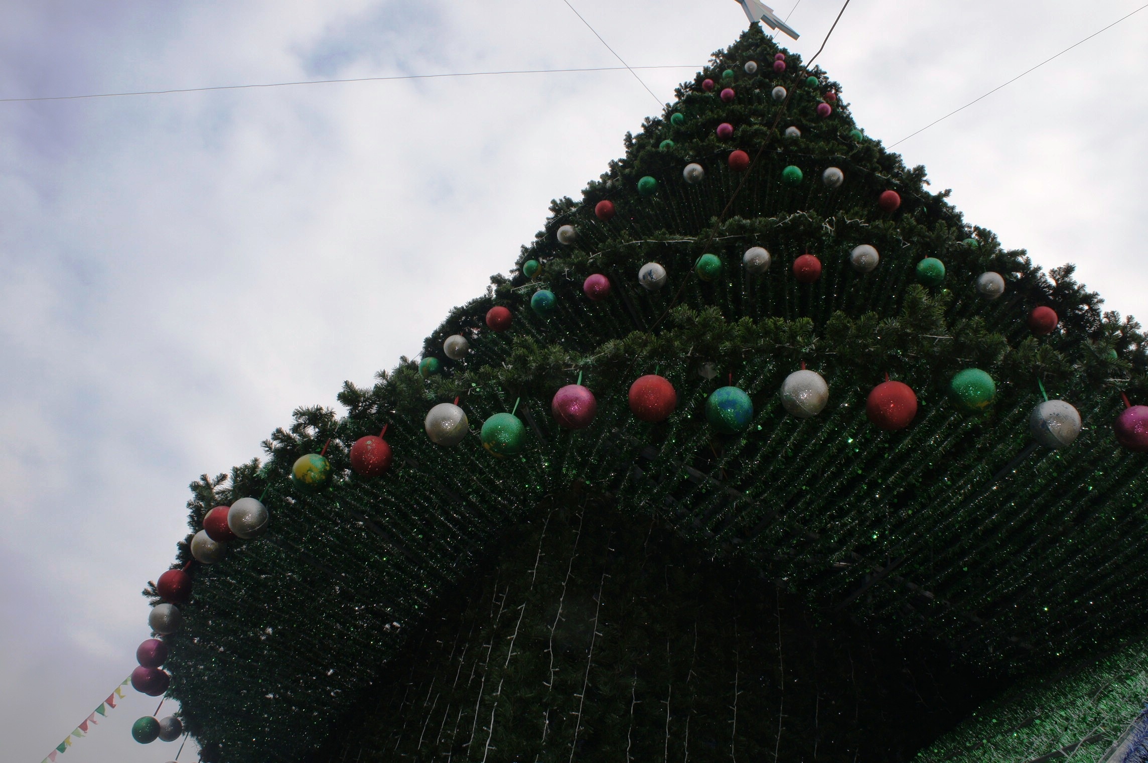 Can canh cay thong Noel cao bang toa nha 7 tang hinh anh