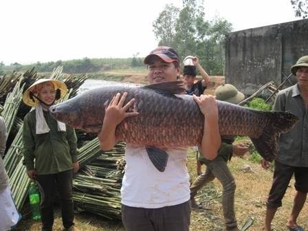 Bat duoc ca tram nang 36kg o Nghe An hinh anh