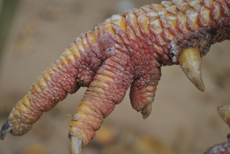 Nhung con ga chan voi duoc ghi vao sach do hinh anh