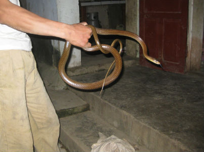 Ky nhan mu gioi leo nui san ba ba va ran doc hinh anh