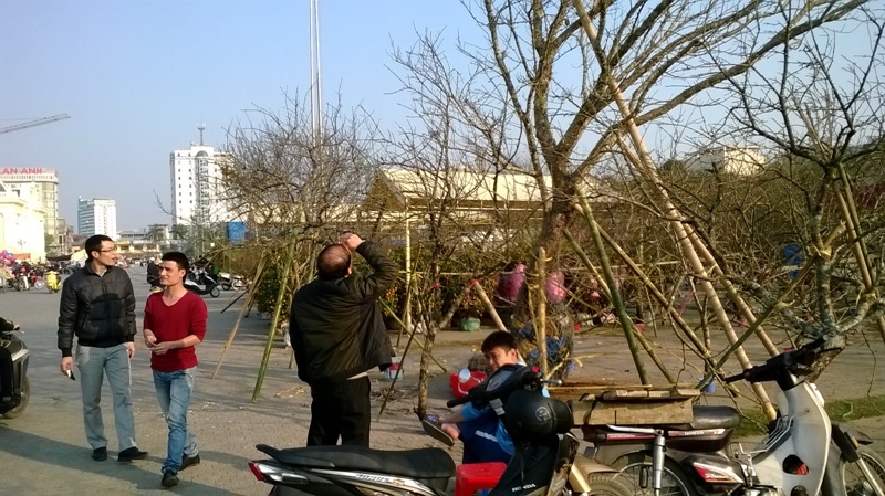 Cay dao da duoc het gia 100 trieu dong hinh anh