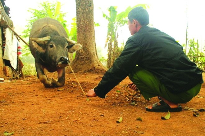 Con trau… hieu tieng nguoi hinh anh