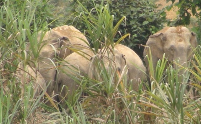 Dan voi rung xuat hien o Nghe An hinh anh