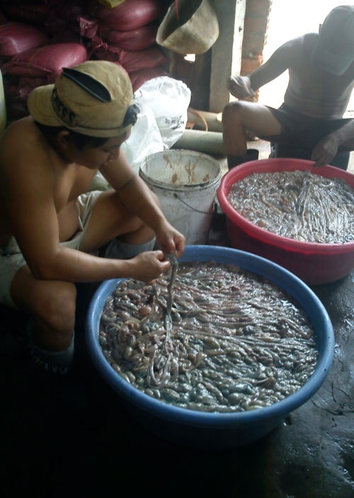 Công nhân tại Công ty TNHH Minh Oanh thực hiện quá trình trộn hóa chất, phẩm màu với nguyên liệu là lòng heo thối, bã phân heo rồi đem nấu cô đặc lại thành cao .