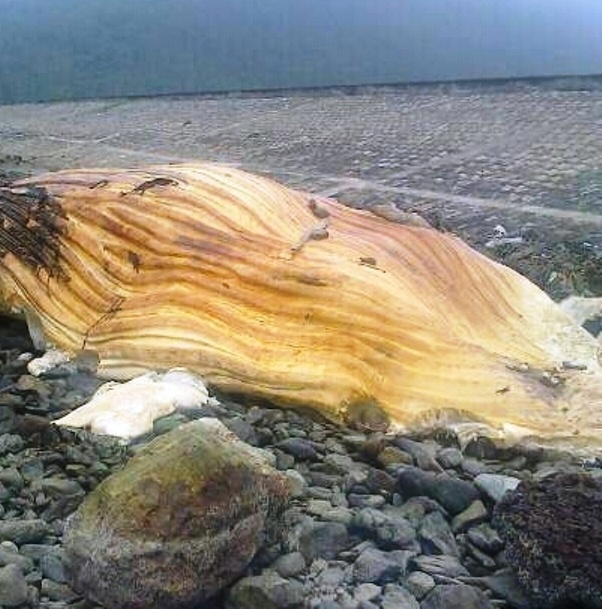 Xac ca voi dai 10 m troi dat vao bo bien Ha Tinh hinh anh