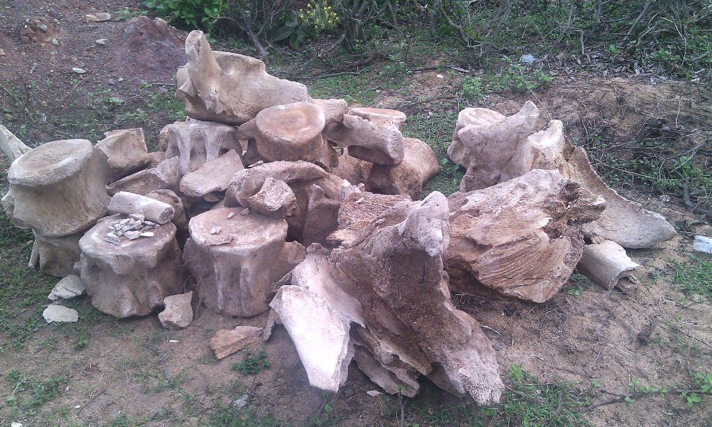 Phat hien bo xuong ca voi khong lo o dam tom hinh anh