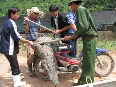 Ro tin don ca sau lon song chuong hinh anh