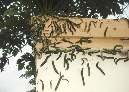 Hang ngan con sau 'tan cong' nha dan hinh anh