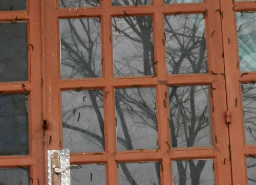 Lúc đầu, chúng bò lên cổng, tường rào, sau đó “tấn công” vào tận nhà. Loài sâu này trông rất ghê rợn, có con dài đến 10cm. Người dân đã liên tục quét dọn, diệt sâu nhưng hết bầy này lại đến bầy khác xuất hiện. Một số gia đình có con nhỏ phải đóng cửa kín để sâu khỏi bò vào nhà. Trong ảnh: Sâu bò lên cửa nhà.