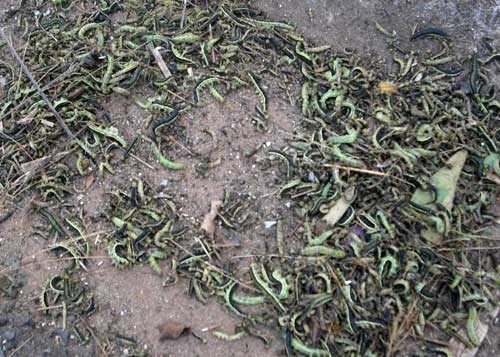 Theo đại diện Trung tâm Quản lý và khai thác công trình công cộng huyện Đức Trọng, loài sâu này xuất hiện để ăn lá cây hoa. Sau khi ăn trụi lá, chúng bò đi nơi khác để kiếm thức ăn. Loài sâu này ít gây hại đến con người. Trong ảnh: Sâu được quét gom thành đống.