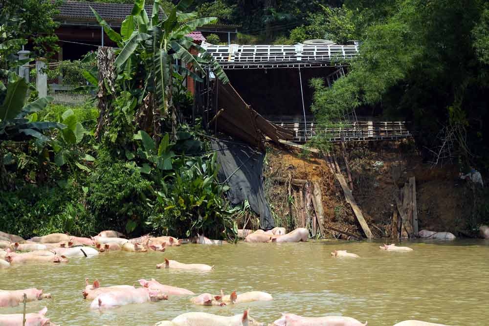 Hàng trăm con lợn bị rơi xuống, bơi dưới ao nước.