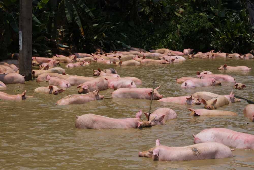 Xe cho gan 200 con lon lat xuong ao hinh anh