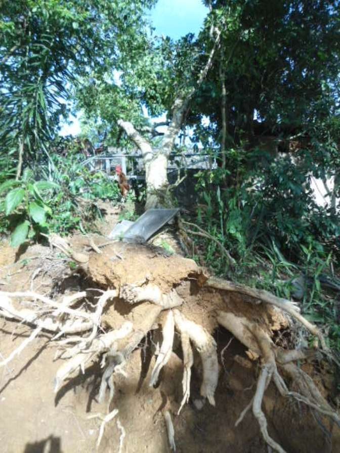 Tại những địa bàn có lốc đi qua, nhiều cây cối cũng bị hư hại, bật gốc.
