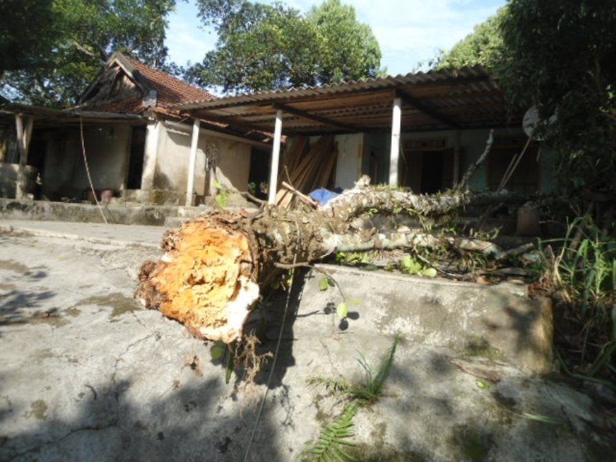 Một cành cây bị gió quật gãy đập vào nhà dân gây hư hỏng nặng.