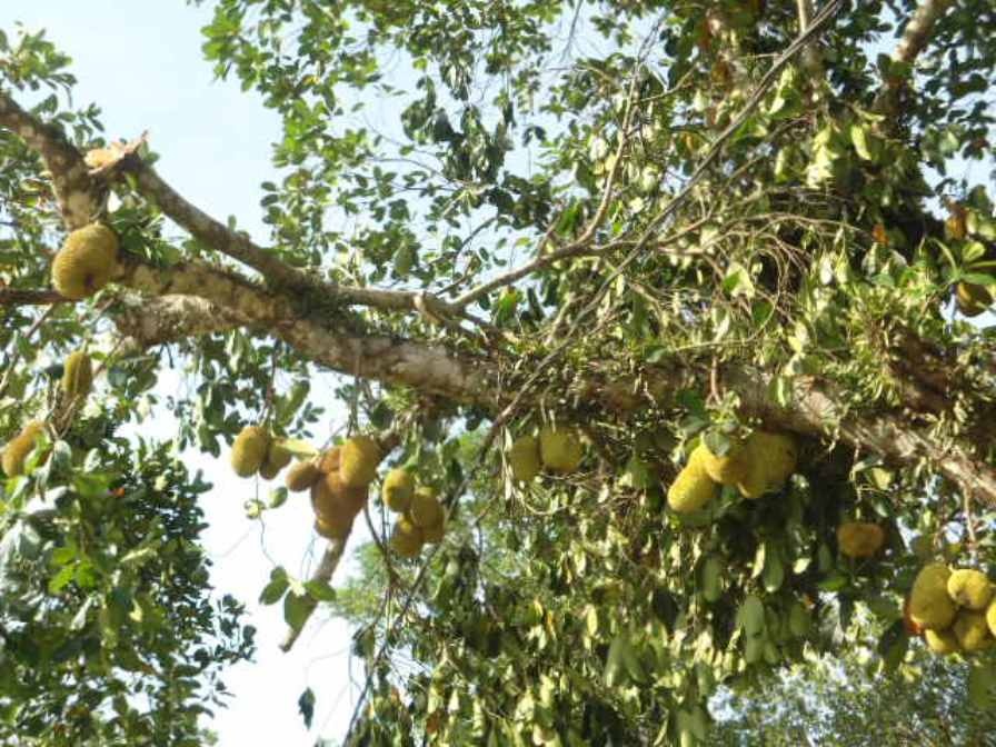 “Trận mưa xoáy diễn ra khoảng 20 phút nhưng để lại hậu quả rất nặng nề. Cụ thể có khaongr gần 100 ngôi nhà bị tốc mái, hơn 40 hecta cây công nghiệp (như Cam, chanh, cây keo...) bị đổ gãy, hư hỏng”, ông Trần Văn Lệ, Cán bộ văn phòng UBND xã Sơn Trường cho hay.