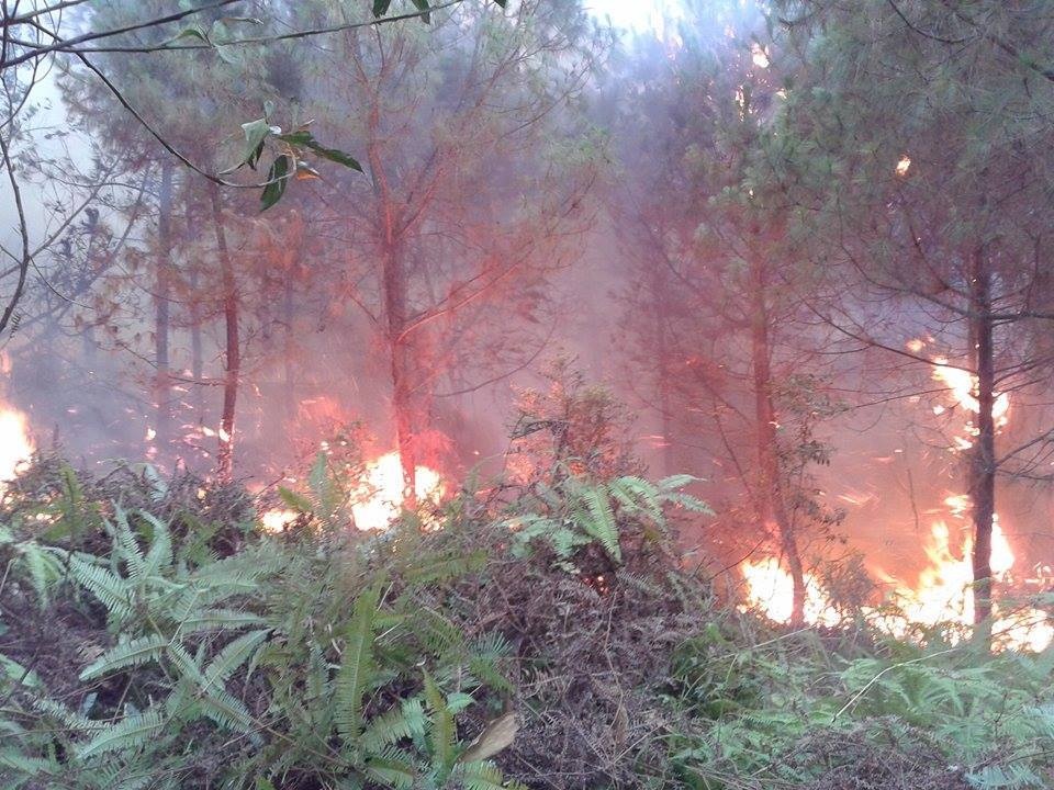 Chua chay rung, mot nguoi tu vong hinh anh