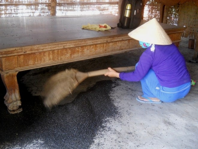 Hang trieu con bo dau den bay vao nha dan o Tay Ninh hinh anh