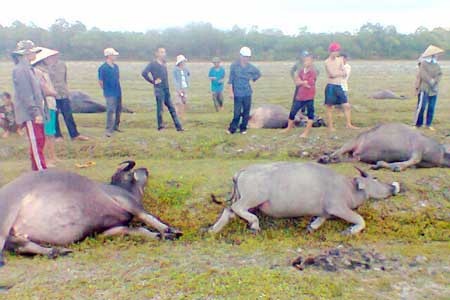 Set bat ngo danh chet 3 con bo va 1 con be hinh anh