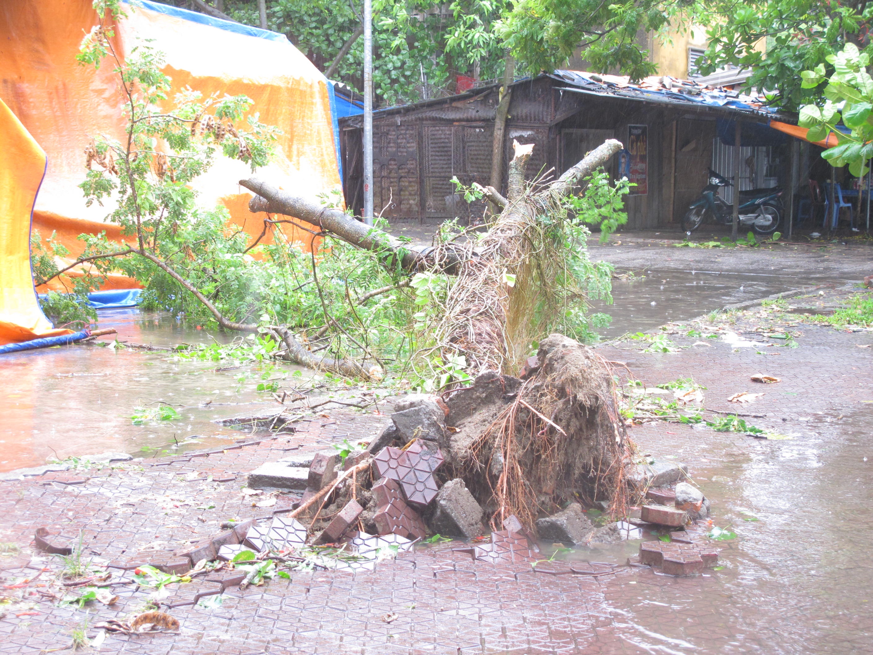 Một số cây cối bị đổ, bật gốc.