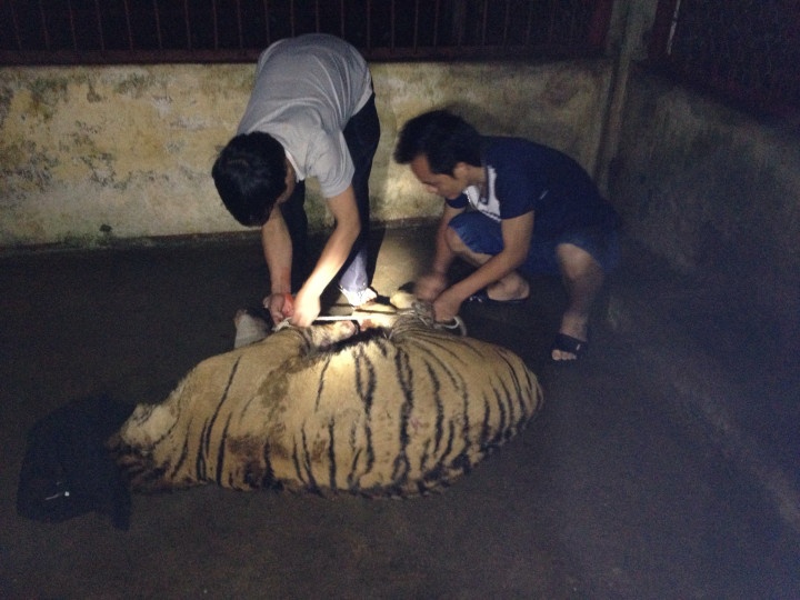 Day hai con ho song xuong duong vi bi truy duoi hinh anh