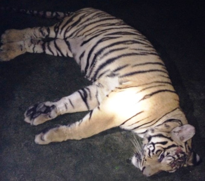 Hai cá thể hổ ,à cơ quan chức năng thu được trong khi truy đuổi chiếc xe tải.