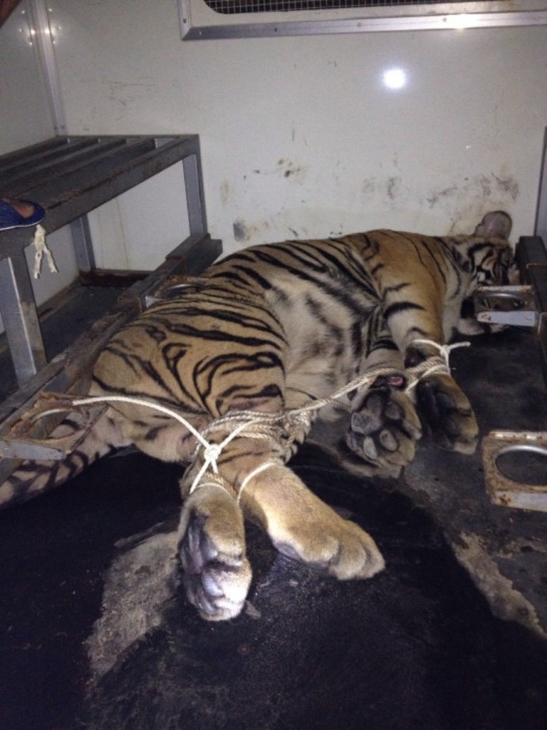 Cả hai con hổ đều bị chúng đánh thuốc mê, trói chân để vận chuyển.