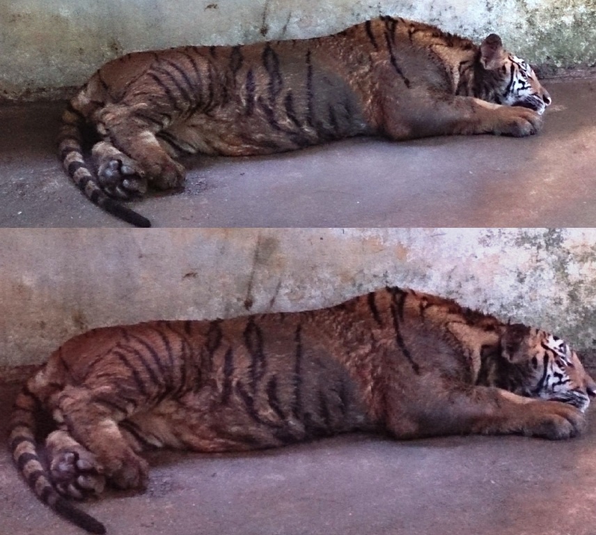 Hai cá thể hổ đang được chăm sóc, điều trị tại vườn quốc gia Pù Mát.