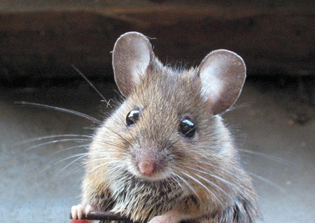 Tre 15 thang dang ngu bi chuot can sung ban tay hinh anh