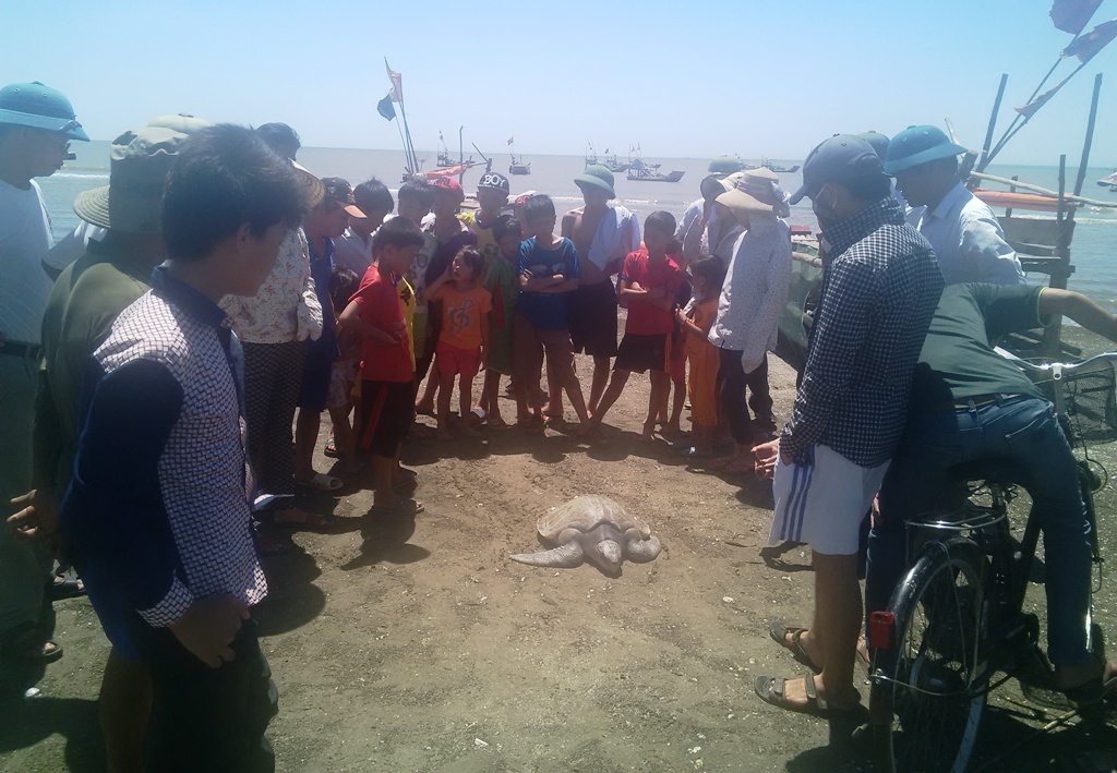 Đông đảo người dân đến xem con rùa mắc lưới anh Thọ.