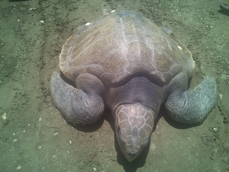 Rua bien quy hiem nang hon 20 kg mac luoi ngu dan hinh anh