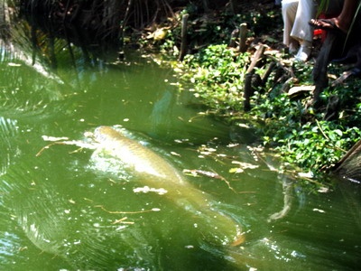 Dan xon xao truoc tin ca khong lo xuat hien tren song hinh anh