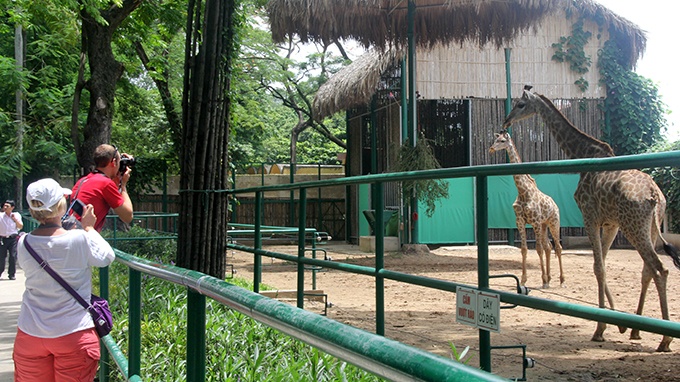 Theo ông Phan Việt Lâm, giám đốc Công ty TNHH một thành viên Thảo Cầm Viên Sài Gòn, hươu cao cổ là loài thú cao nhất (5-6 mét), trọng lượng mỗi con có thể đạt 1,2 tấn. Hươu cao cổ sống thành bầy, đàn 10-20 con ở các hoang mạc. Trong ảnh: Khu vực nuôi hươu cao cổ luôn là điểm thu hút du khách, đặc biệt là du khách quốc tế và trẻ em.