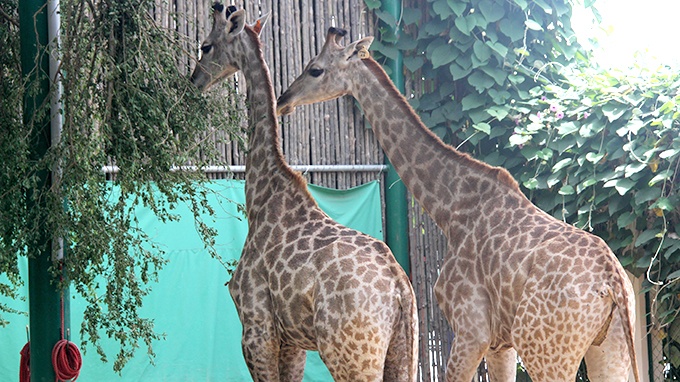Thức ăn chủ yếu của hươu cao cổ là là cây, đọt non trên cao. Hươu cao cổ mang thai khoảng 15 tháng và thường sinh 1 con.