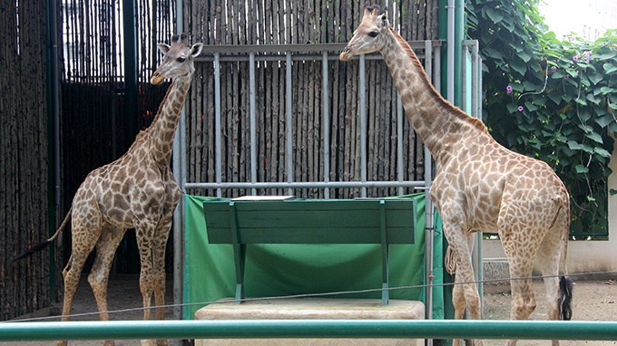 Hiện tại Thảo Cầm Viên Sài Gòn là một trong số ít vườn thú tại Việt Nam được bố trí hai khu vực nuôi dưỡng, nhân giống hươu cao cổ, tổng cộng 5 con (gồm 2 đực 3 cái). Du khách vào đây có thể dễ dàng quan sát loài thú quý hiếm này. Trong ảnh: Hai trong số ba hươu cao cổ đang đứng trước “ngôi nhà mới hoàn thiện của mình”, phía trước là máng nước.