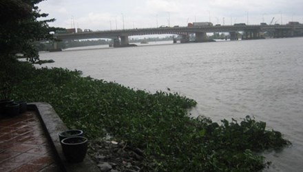 Quang can cau chay thuc mang vi xac chet troi song hinh anh