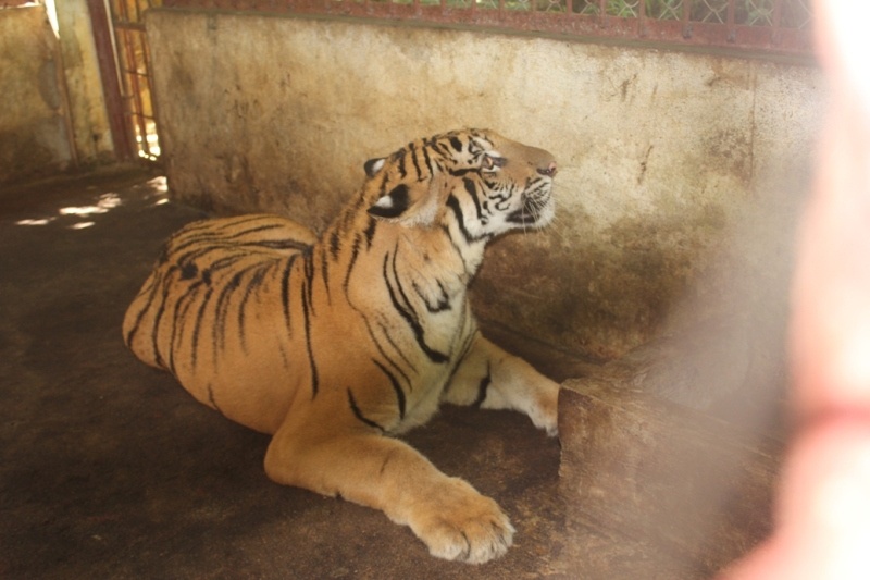 Trung tuần tháng 6/2014, trong lúc làm nhiệm vụ trên QL1A đoạn qua huyện Quỳnh Lưu (Nghệ An), lực lượng chức năng đã phát hiện chiếc xe tải khả nghi không mang biển kiểm soát thùng bịt kín chạy theo hướng Bắc - Nam. Khi lực lượng chức năng ra tín hiệu yêu cầu dừng kiểm tra, tài xế xe tải  bất ngờ nhấn ga bỏ chạy. 