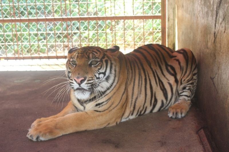 Khau phan an 'khung' cua 2 con ho tung bi nem xuong duong hinh anh