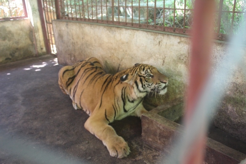 Ông Lưu Trung Kiên, Trưởng phòng Khoa học cứu hộ động vật hoang dã - Hợp tác Quốc tế Vườn Quốc gia Pù Mát cho biết, hai cá thể hổ gồm đực và cái. Thời điểm được giải cứu, hổ đực bị thương chi trái trước, trong quá trình vận chuyển bị trói nên phù nề 4 chân. Hổ cái bị thương ở đầu, vết rách 1,5x3cm. Cả hai cá thể đều trong tình trạng hôn mê sâu do bị gây mê liều nặng. 