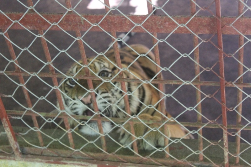 Thời điểm được giải cứu, cá thể hổ đực có trọng lượng 90 kg, cá thể cái nặng 75 kg. Theo cán bộ chăm sóc, sau gần 2 tháng được chăm sóc, chúng đã tăng trọng lượng lên nhiều.