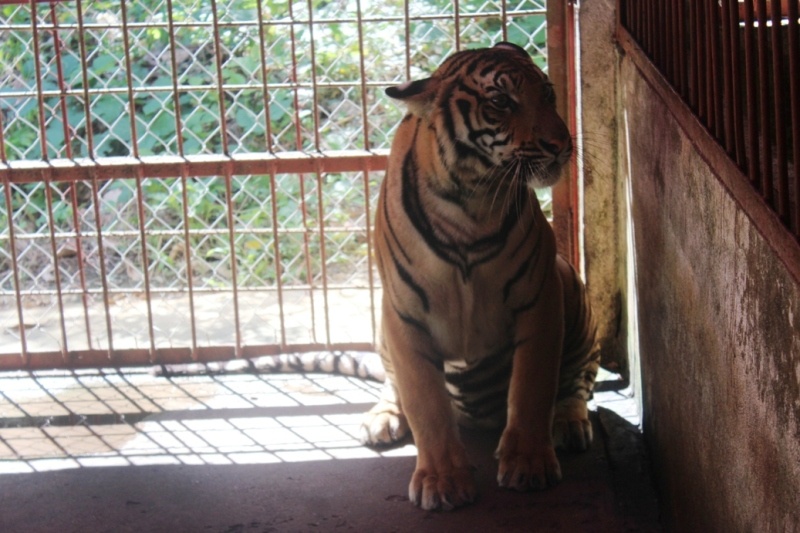 Sau gần 2 tháng được chăm sóc, cả hai cá thể hổ này đều khỏe mạnh. Chế độ ăn hàng ngày là 1,36 triệu đồng/cá thể. Chuồng trại nuôi được thiết kế đảm bảo sự vận động của vật nuôi và giữ được sự an toàn cho người xung quanh. 