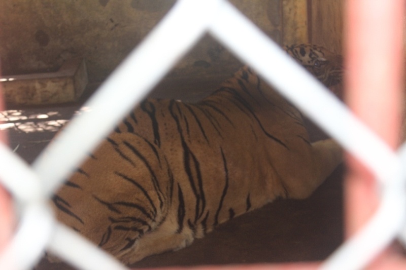  “Hiện chúng tôi đang làm đề xuất tỉnh Nghệ An xin giữ lại để nuôi 2 cá thể hổ trên để nuôi nhốt và xin thành lập Trung tâm cứu hộ, Bảo tồn và Phát triển động vật hoang dã. Tuy nhiên, việc này rất khó kinh phí thành lập trung tâm là rất lớn. Nếu không thể thực hiện được, chúng tôi sẽ chuyển 2 cá thể hổ cho trung tâm cứu hộ khác để nuôi”, ông Kiên cho biết thêm.