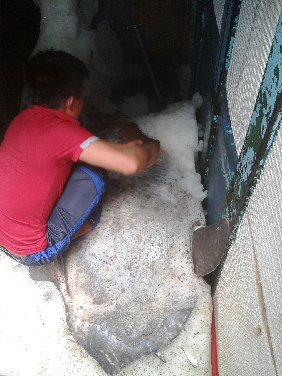 Trước đó, tàu cá của ngư dân Đào Ngọc Huân (ở xã Quỳnh Long, huyện Quỳnh Lưu, Nghệ An) trong quá trình đánh bắt hải sản trên vùng biển Vịnh Bắc Bộ thì bất ngờ phát hiện con cá mặt trăng mắc lưới. Biết đây là cá quý, các thuyền viên liền vớt cá lên nhưng rất tiếc là nó đã chết. Ngay sau đó, ông Huân lệnh cho tàu nhanh hcongs mang con cá vào bờ.