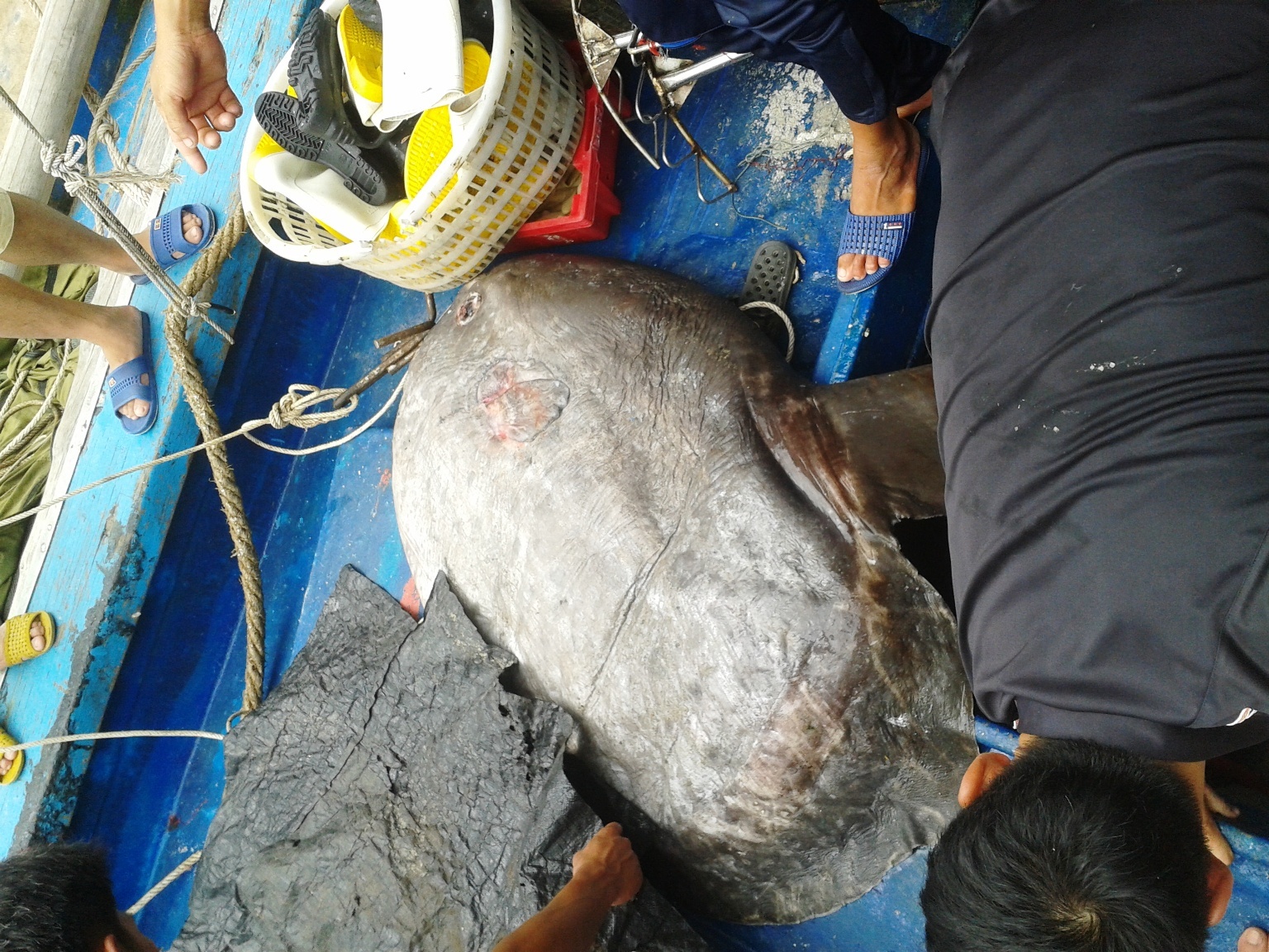 Cá mặt trăng có tên khoa học là Mola mola, thuộc bộ cá nóc (Tetraodontiformes). Đây là loài cá nằm trong Sách đỏ Việt Nam, xếp vào loài nguy cấp, cần bảo vệ. Chúng phân bố chủ yếu ở Vịnh Bắc bộ và vùng biển miền Trung. 