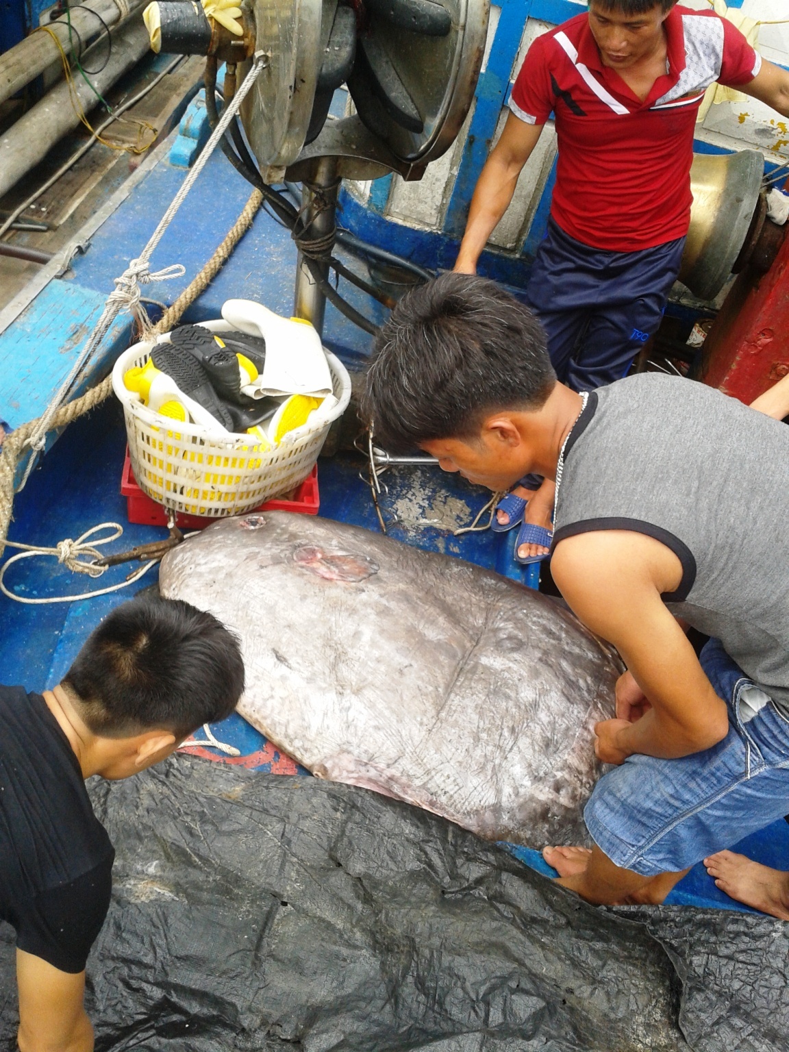 Nghe tin ông Huân đánh được cá mặt trăng, ông Bùi Văn Cần, người thường xuyên liên lạc với cán bộ của Bảo tàng thiên nhiên Việt Nam đã đến vận động chủ tàu hiến tặng cá cho bảo tàng, phục vụ nghiên cứu khoa học. Ngày 7/8, cán bộ Bảo tàng đã về tiếp nhận con cá của ngư dân Huân trao tặng.