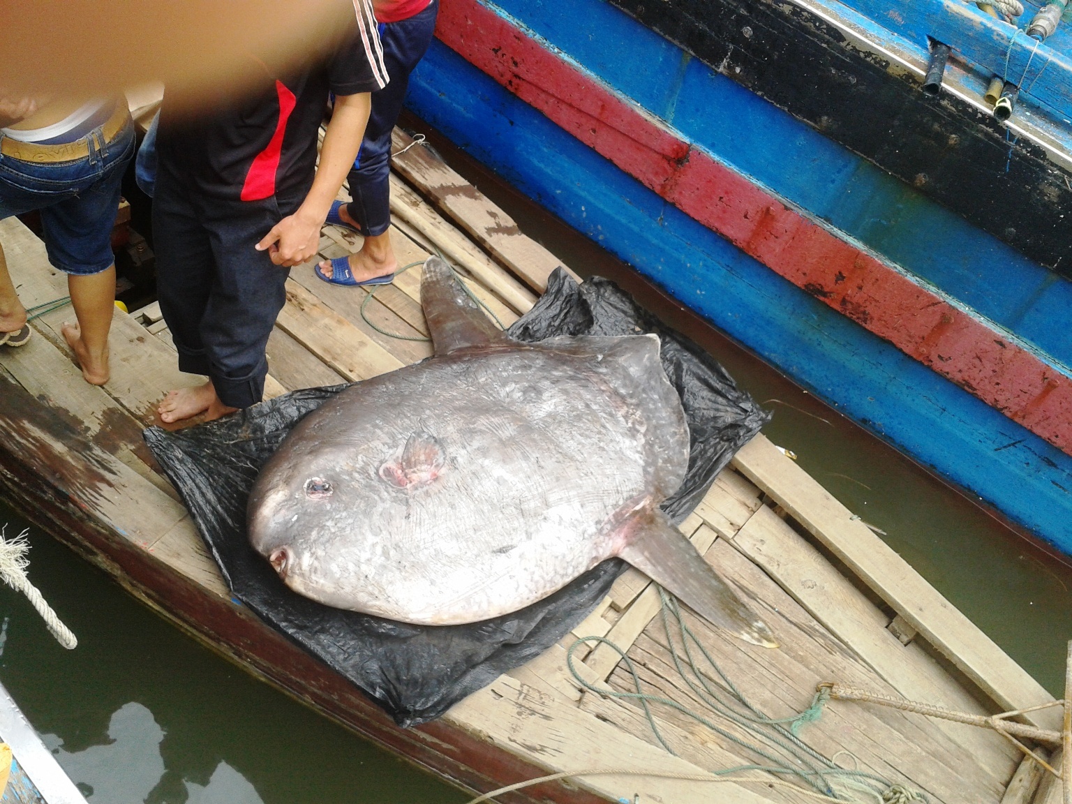 Cận cảnh con cá mặt trăng 